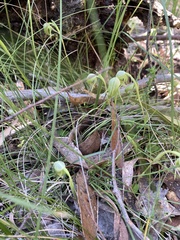 Pterostylis nutans