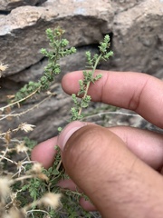 Brickellia microphylla