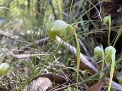 Pterostylis nutans