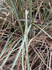 Cortaderia selloana