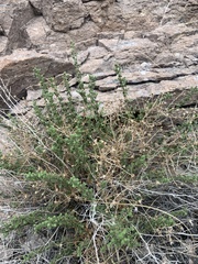 Brickellia microphylla