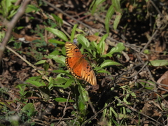 Heliconiinae