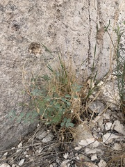 Astragalus lentiginosus