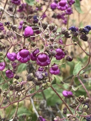 Calceolaria purpurea