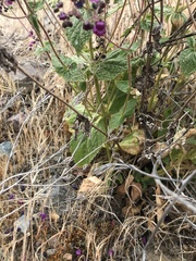 Calceolaria purpurea