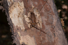 Erioderus pallens