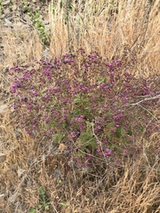 Calceolaria purpurea