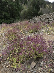 Calceolaria purpurea