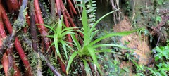 Guzmania