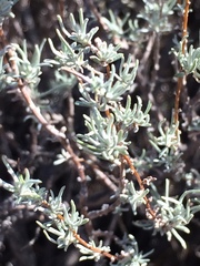 Artemisia bigelovii