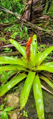 Guzmania berteroniana