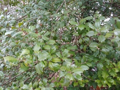 Ilex opaca