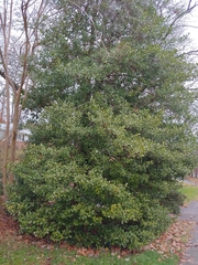 Ilex opaca