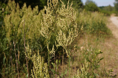 Rumex thyrsiflorus