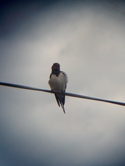 Hirundo rustica