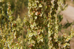 Rumex thyrsiflorus