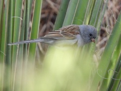 Spizella atrogularis