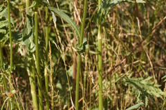 Rumex thyrsiflorus