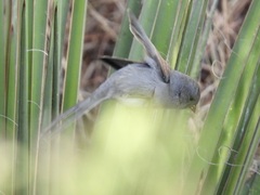 Spizella atrogularis