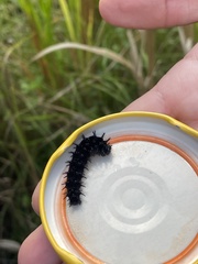 Nymphalidae