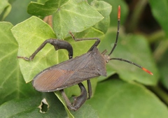 Anoplocnemis curvipes