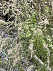 Eupatorium leptophyllum