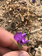 Clarkia tenella