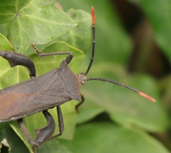Anoplocnemis curvipes