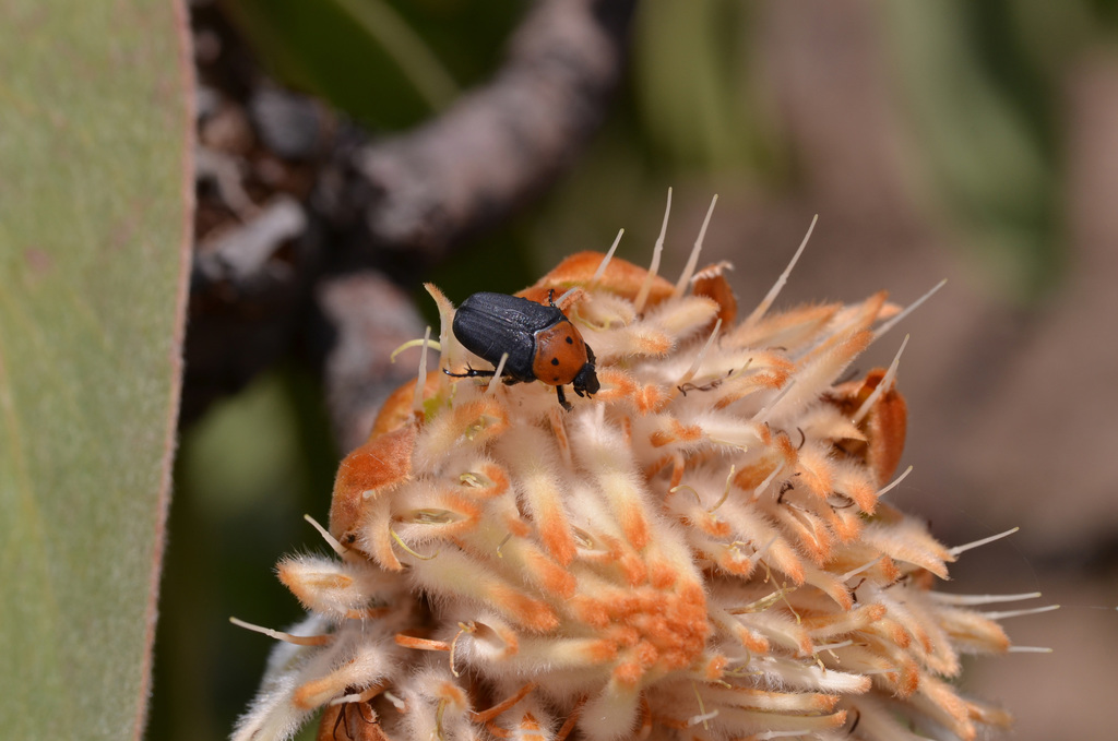 Pseudoclinteria infuscata from Nyika plateau, 2050m, Chama, Zambie on ...