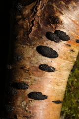 Jackrogersella multiformis