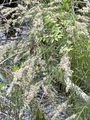 Eupatorium leptophyllum