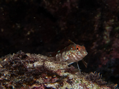 Malacoctenus triangulatus