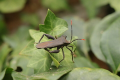 Anoplocnemis curvipes