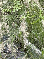 Eupatorium leptophyllum