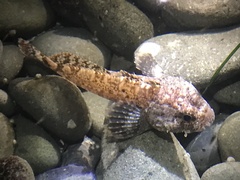 Hemilepidotus spinosus