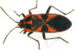 Spilostethus pacificus