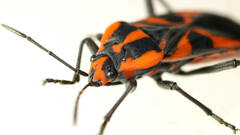 Spilostethus pacificus