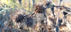 Arctium minus