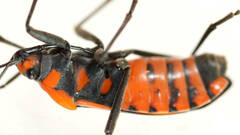 Spilostethus pacificus