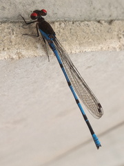 Argia oenea