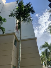 Ptychosperma elegans