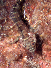 Puffcheek Blenny photo 2