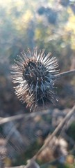 Arctium minus