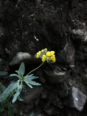 Calceolaria thyrsiflora