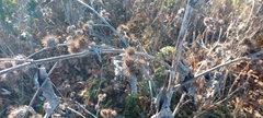 Arctium minus