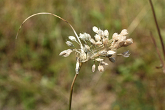 Allium paniculatum