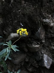 Calceolaria thyrsiflora