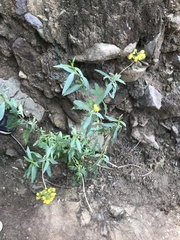 Calceolaria thyrsiflora