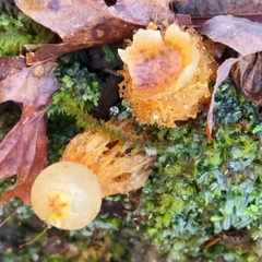 Calostoma
