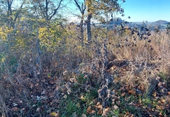 Arctium minus